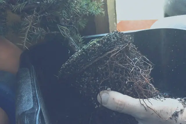 Pftitzer Juniper Progression 7