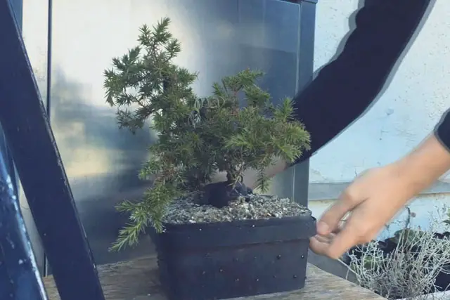 Pftitzer Juniper Progression 8