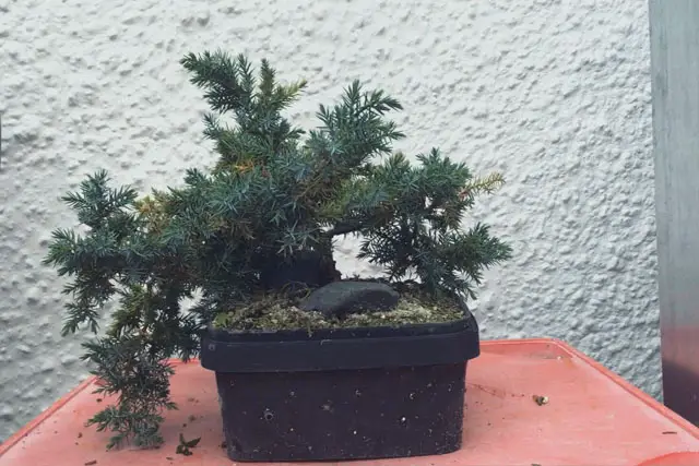 Pftitzer Juniper Progression (2017-Now) 9 Pftitzer Juniper Progression 9