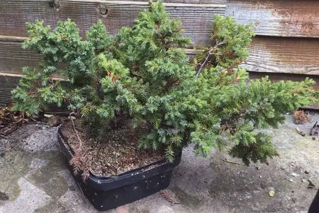 Pftitzer Juniper Progression (2017-Now) 19 Pftitzer Juniper early 2023