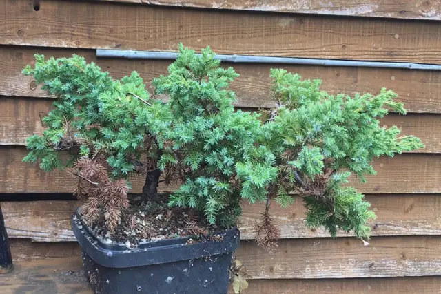 Pftitzer Juniper Progression (2017-Now) 18 Pftitzer Juniper late 2022