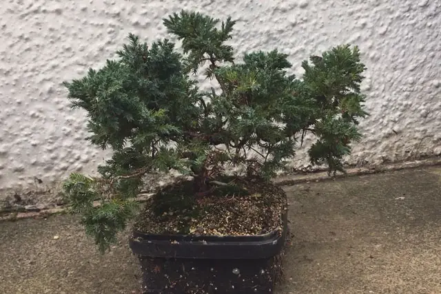 Pftitzer Juniper Progression (2017-Now) 22 Pftitzer Juniper late 2023