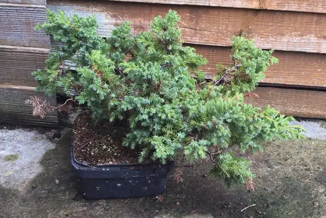 Pftitzer Juniper Progression (2017-Now) 20 Pftitzer Juniper spring 2023