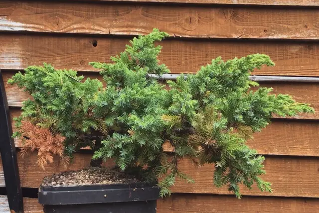Pftitzer Juniper Bonsai Care 5 Pftitzer Juniper summer 2022
