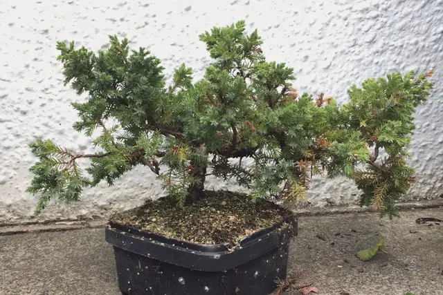 Pftitzer Juniper Progression (2017-Now) 21 Pftitzer Juniper summer 2023 1