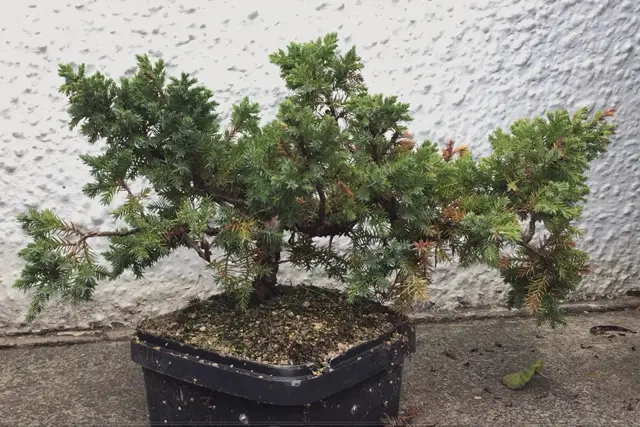 Pftitzer Juniper Progression (2017-Now) 17 Pftitzer Juniper summer 2023