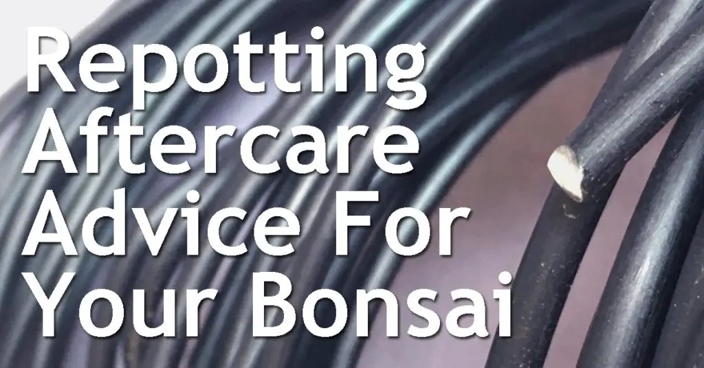 Repotting Aftercare Advice For Your Bonsai 13 Repotting Aftercare Advice For Your Bonsai