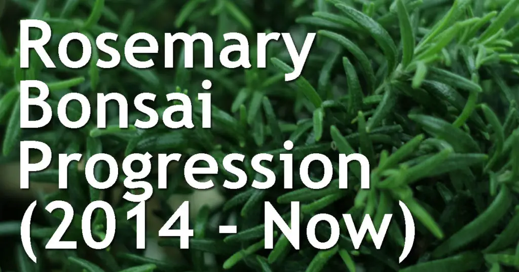 Rosemary Bonsai Progression