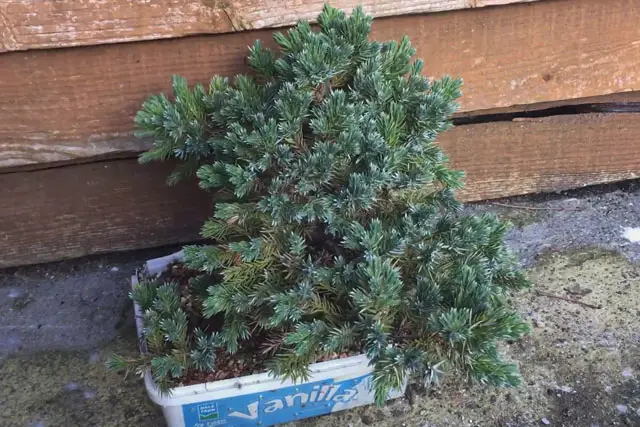 Squamata Juniper early 2023
