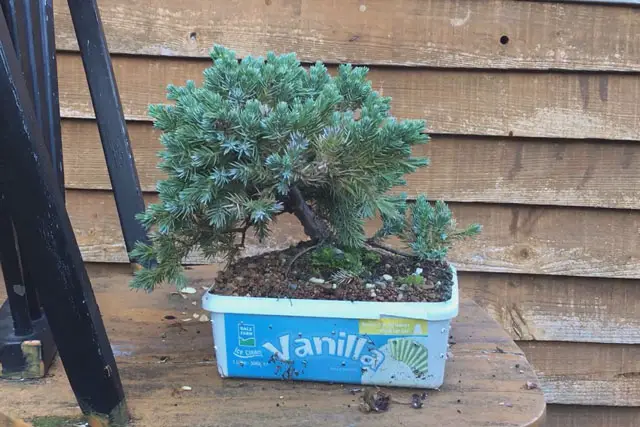 Squamata Juniper late 2022