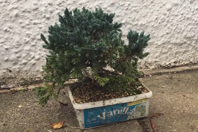 Squamata Juniper late 2023