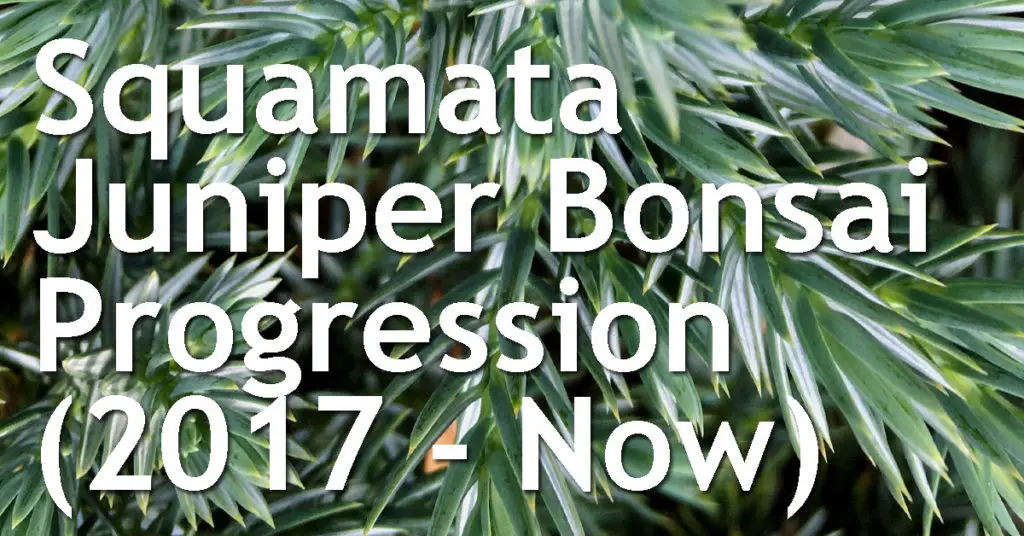 Squamata Juniper progression