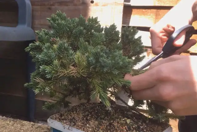 Squamata Juniper summer 2023 1