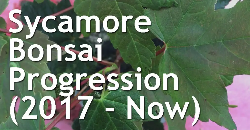 Sycamore bonsai progression