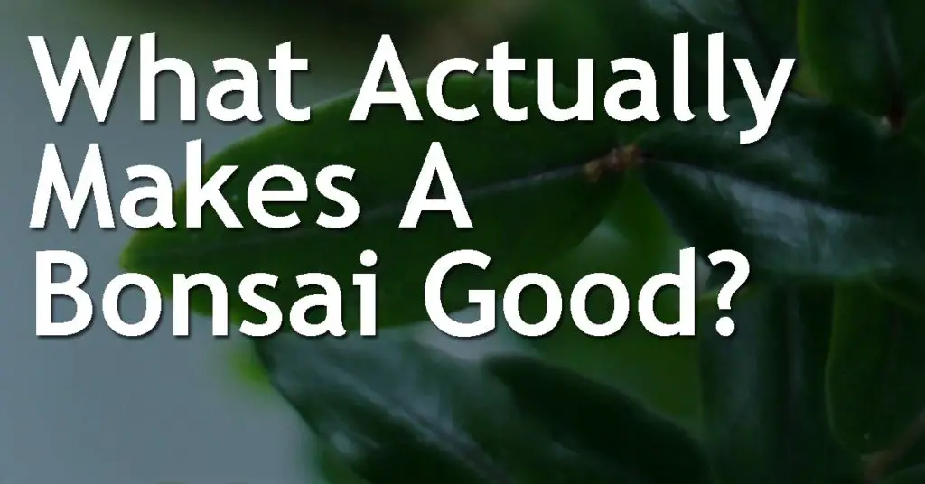 What Actually Makes A Bonsai Good? 7 What Actually Makes A Bonsai Good