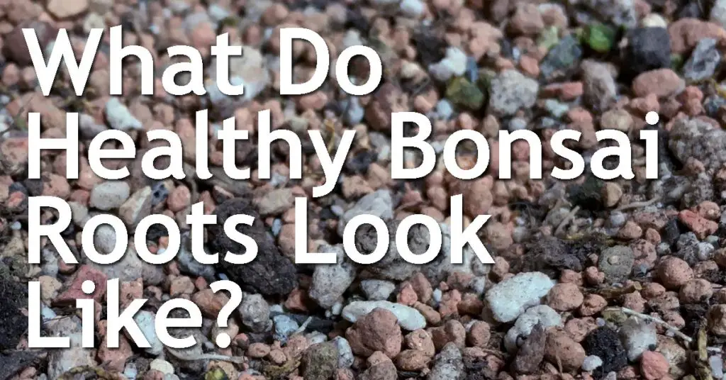 What Do Healthy Bonsai Roots Look Like? 13 What Do Healthy Bonsai Roots Look Like