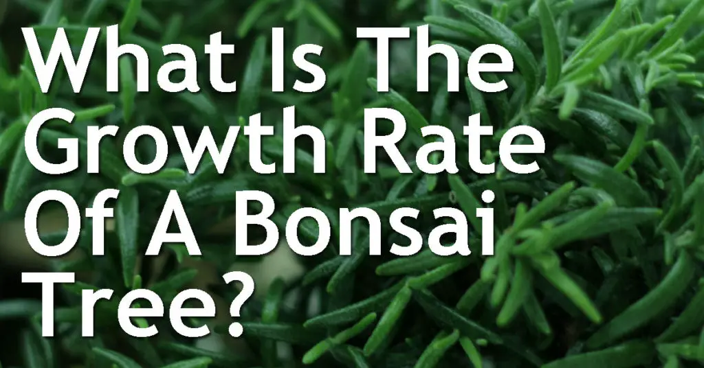 What Is The Growth Rate Of A Bonsai Tree? 20 What Is The Growth Rate Of A Bonsai Tree