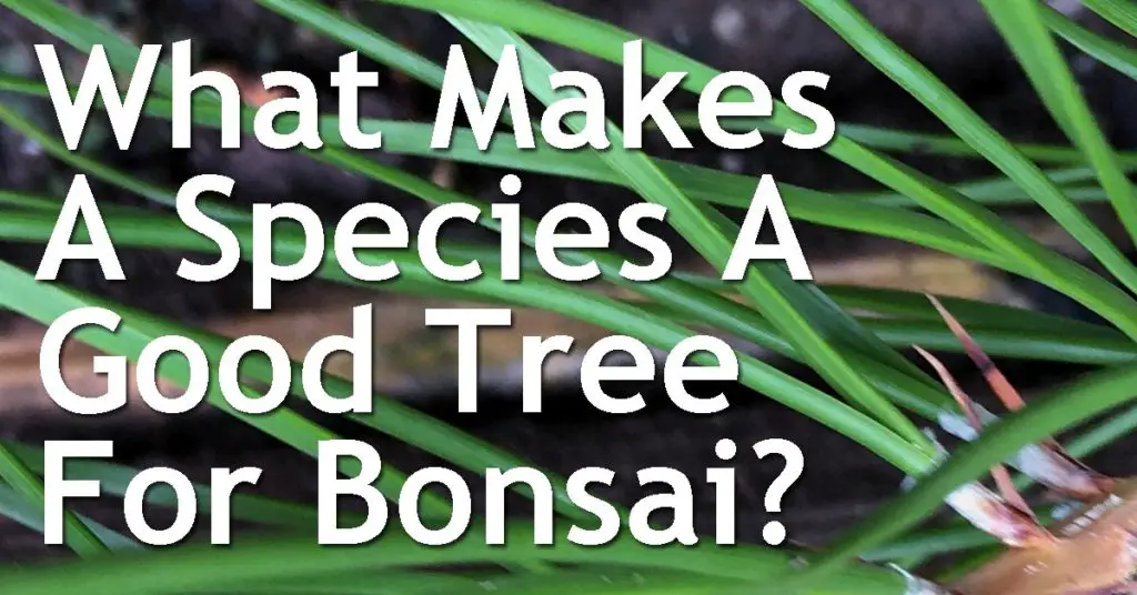 What Makes A Species A Good Tree For Bonsai? 9 What Makes A Species A Good Tree Good For Bonsai