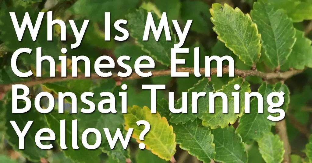Why Is My Chinese Elm Bonsai Turning Yellow? 3 Why Is My Chinese Elm Bonsai Turning Yellow