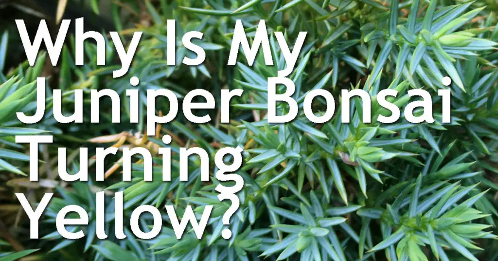 Why Is My Juniper Bonsai Turning Yellow? 18 Why Is My Juniper Bonsai Turning Yellow