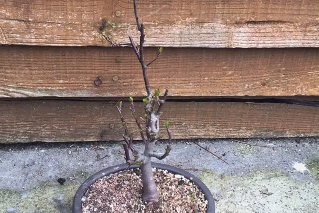 Apple Bonsai Progression (2015 – Now) 26 apple early 2023