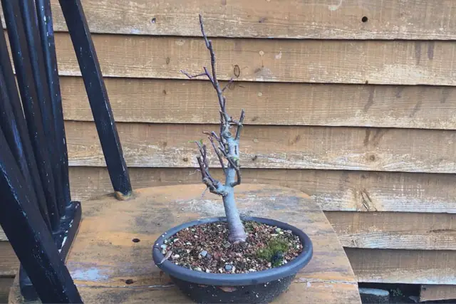 Apple Bonsai Progression (2015 – Now) 25 apple late 2022