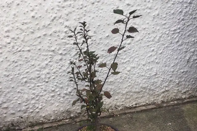 Apple Bonsai Progression (2015 – Now) 29 apple late 2023