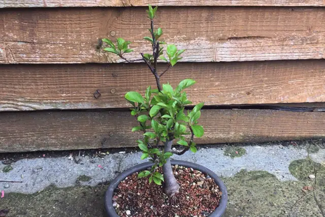 Apple Bonsai Progression (2015 – Now) 27 apple spring 2023