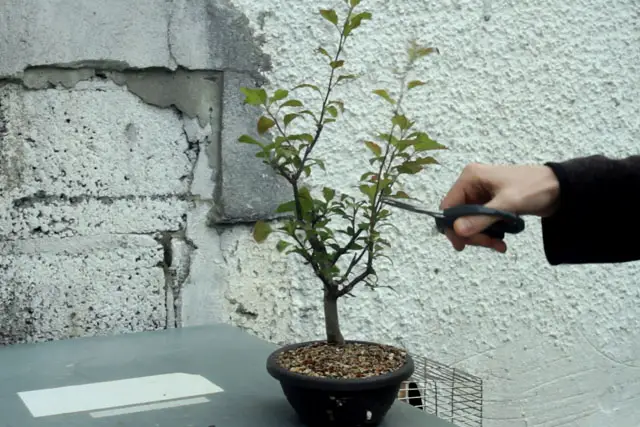 Apple Bonsai Progression (2015 – Now) 24 apple summer 2022