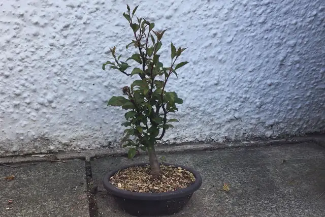 Apple Bonsai Progression (2015 – Now) 28 apple summer 2023
