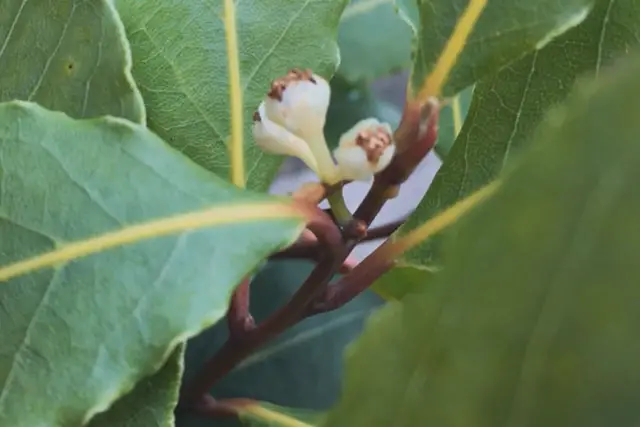 bay tree flowers
