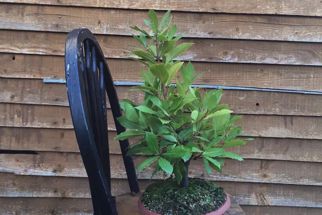 bay tree late 2022