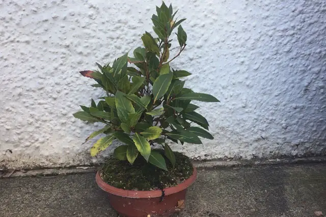 bay tree late 2023