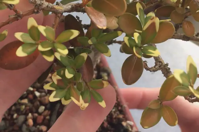 Boxwood Bonsai Progression (2016 - Now) 16 boxwood early 2023