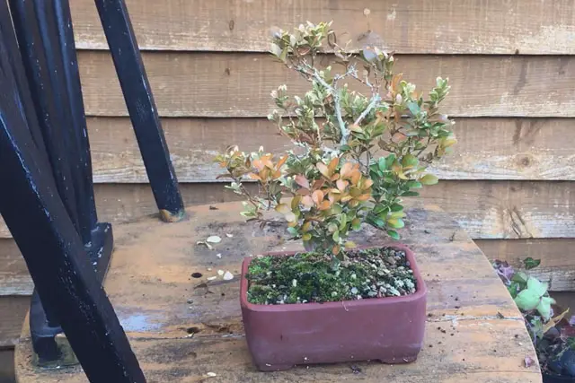 Boxwood Bonsai Progression (2016 - Now) 15 boxwood late 2022