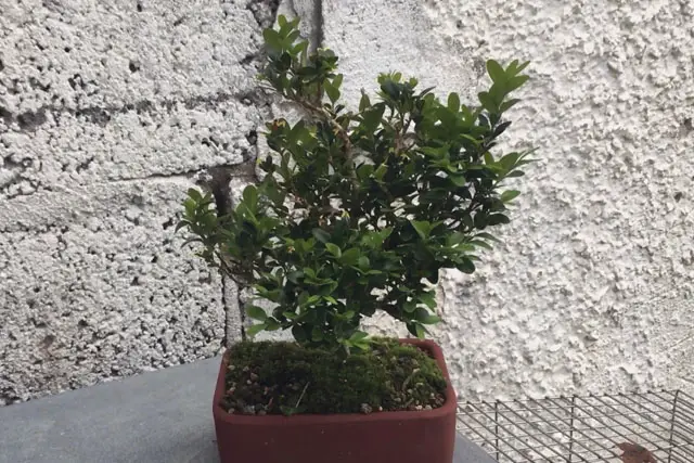 Boxwood Bonsai Progression (2016 - Now) 18 boxwood late 2023