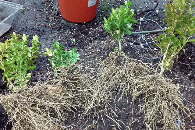 Boxwood Bonsai Progression (2016 - Now) 1 boxwood progression 1