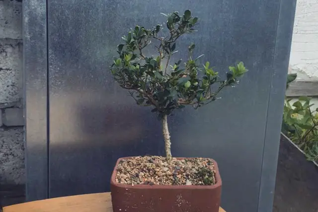 Boxwood Bonsai Progression (2016 - Now) 10 boxwood progression 10