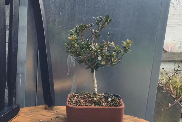 Boxwood Bonsai Progression (2016 - Now) 11 boxwood progression 11