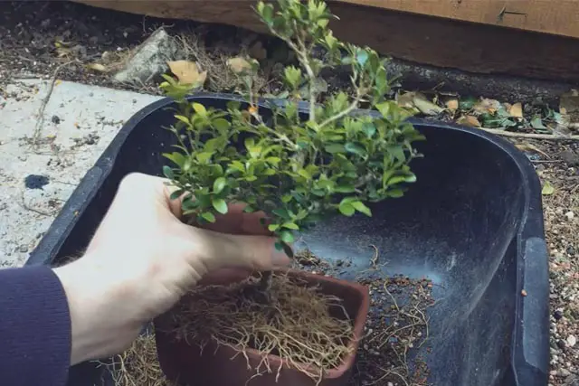 boxwood progression 12