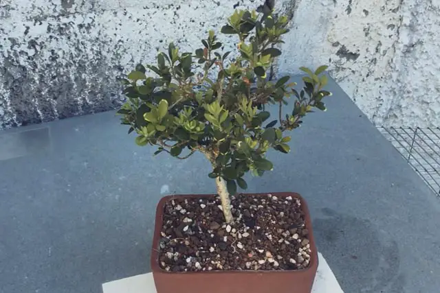 Boxwood Bonsai Progression (2016 - Now) 13 boxwood progression 13
