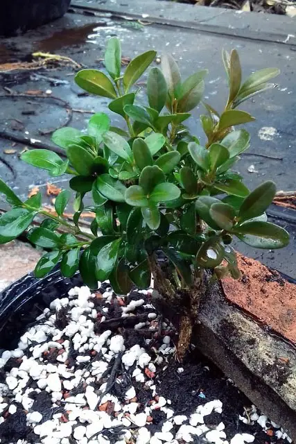 Boxwood Bonsai Progression (2016 - Now) 2 boxwood progression 2