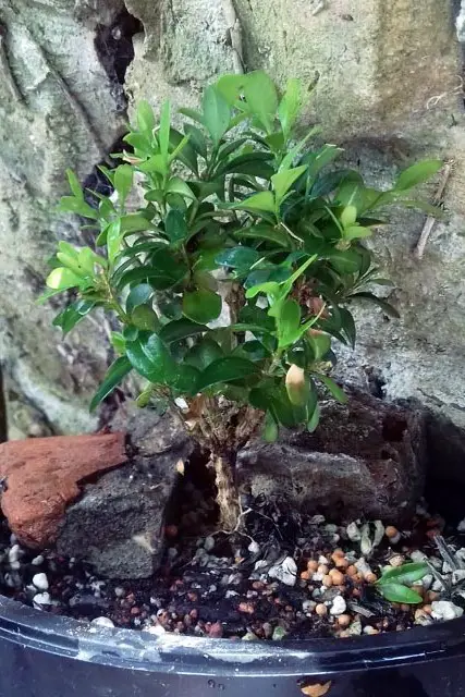 Boxwood Bonsai Progression (2016 - Now) 3 boxwood progression 3
