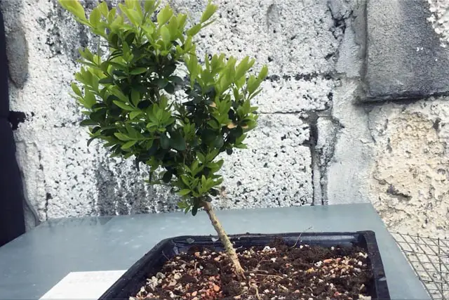 Boxwood Bonsai Progression (2016 - Now) 4 boxwood progression 4