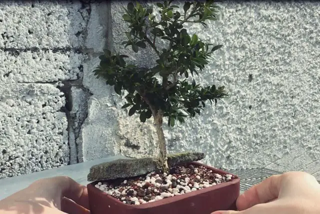 Boxwood Bonsai Progression (2016 - Now) 6 boxwood progression 6