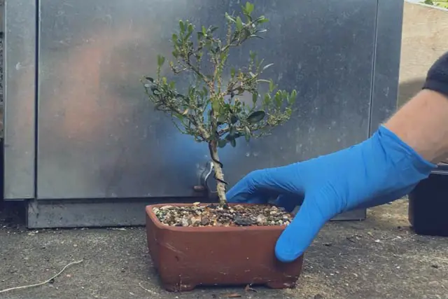 Boxwood Bonsai Progression (2016 - Now) 7 boxwood progression 7