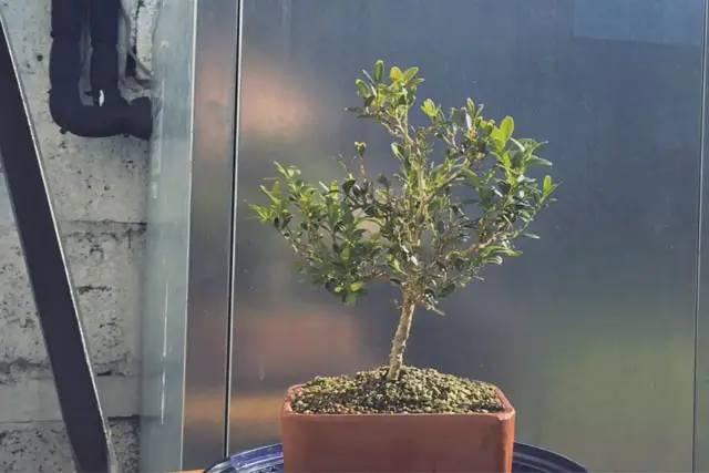 boxwood progression 8