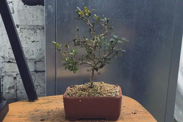 Boxwood Bonsai Progression (2016 - Now) 9 boxwood progression 9
