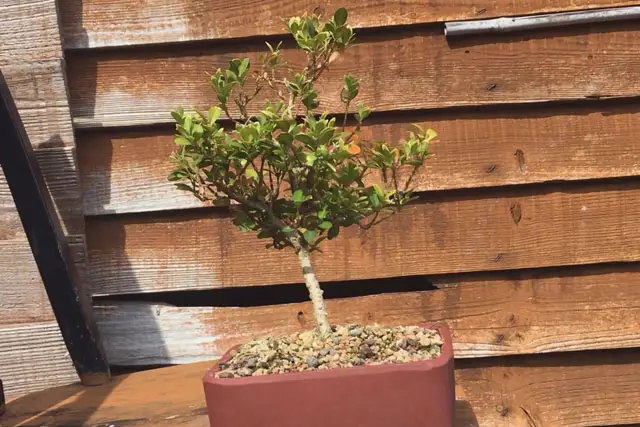 Boxwood Bonsai Progression (2016 - Now) 14 boxwood summer 2022