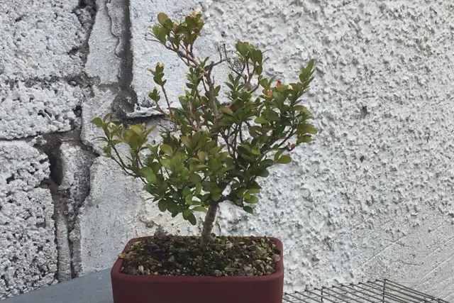 Boxwood Bonsai Progression (2016 - Now) 17 boxwood summer 2023